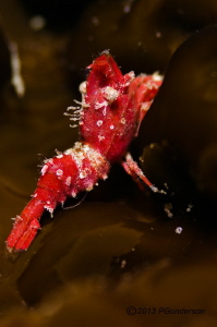 Strange tiny shrimp, don't know what it is by Pat Gunderson 